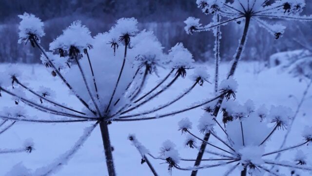 IMG-20221223-WA0004